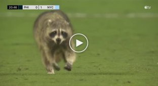 In the USA, a raccoon ran onto the field where a football match was taking place