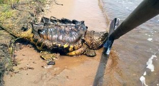 В реке Амур обнаружили экзотическую грифовую черепаху, обитающую в Южной Америке (4 фото)