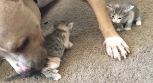 Питбуль воспитывает маленьких котят (8 фото)