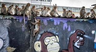 В тайском городе царит обезьяний террор (10 фото)