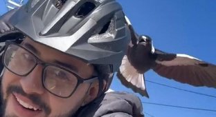 In Australia, a bird attacks a guy returning from work every day (2 photos + 1 video)