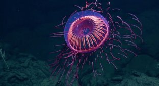Incredible species of jellyfish that look like something strange and alien (17 photos)