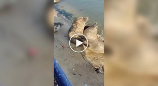 Драка двух тюленей