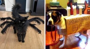 16 Pets Whose Owners Designed Their Costumes to Make You Rock (17 pics)