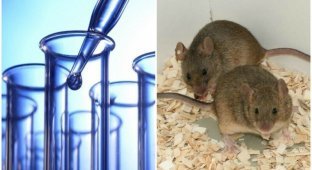Сила феромонов: почему самки мышей сходят с ума от запаха самцов? (5 фото)