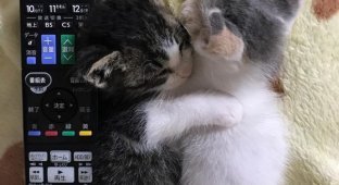 Двое котов помогли приемным котятам и выростили как собственных детей (10 фото)