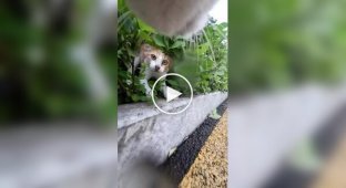Кот вышел на прогулку