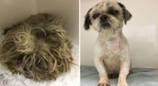 The shaggy ball wandering along the street turned out to be a Shih Tzu puppy (4 photos)