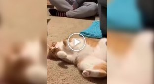 A cat "trapped" a sleeping cat with a mouse