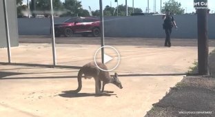 A kangaroo gave Texas police a fun chase