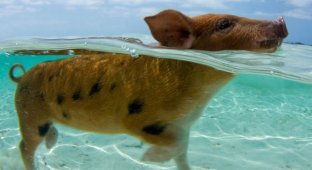 Туристы на Багамах отравили местных плавающих свиней алкоголем (10 фото + 1 видео)