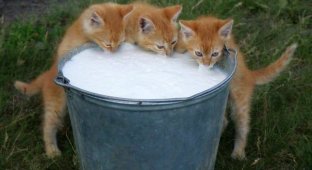 Уморительные коты-воришки, которых поймали с поличным (32 фото)