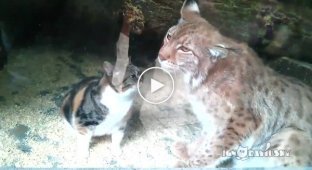 It's possible. Cute friendship between lynx and cat