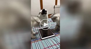 Домашняя рыбалка котиков на планшете