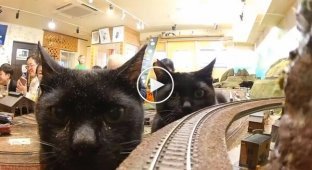 Incident on the train tracks at a cat cafe in Osaka