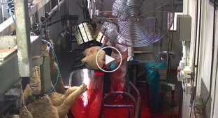 Убой баранины