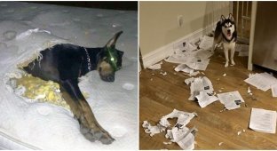 30 собак-руйнівників, яких зловили на місці злочину (31 фото)