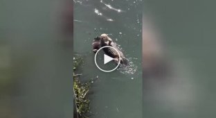 Mother otter bathes with baby