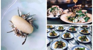 Как выглядят блюда из лучших ресторанов Австралии (15 фото)