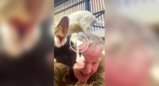 A herd of goats trampled the famous host Jeremy Clarkson