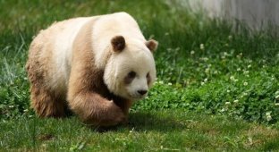Редкая коричневая панда попала в фотоловушку в Китае (3 фото)