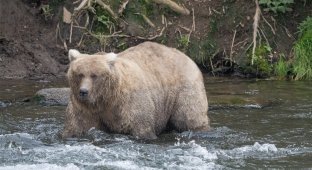 The fattest bear was chosen in Alaska - a mother with many children won (3 photos)