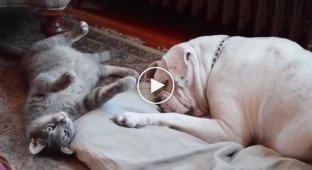 This cat is trying to wake up a bulldog. The way furry does it will steal your heart