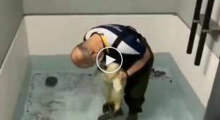 Тюлень учится плавать