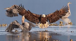 9 победителей орнитологического фотоконкурса Audubon Photography Awards 2016 (9 фото)