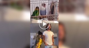 Пара повторила танец двух попугай