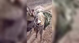 Оккупанты хвастаются новой логистикой