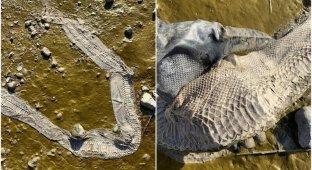 Британец нашёл на берегу реки огромную шкуру змеи (10 фото)