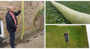 The world's longest zucchini grew in Canada (7 photos + 1 video)