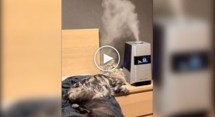 Cat and humidifier