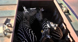 Перевозка зебр (8 фото)