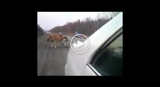 Амурский тигр вышел на дорогу