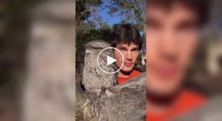 Дымчатый лягушкорот — самая странная птица Австралии