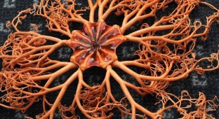 Ophiura: a bizarre thousand-armed something from the depths (9 photos)