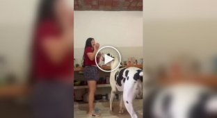 Эти огромные псы забыли, что давно выросли