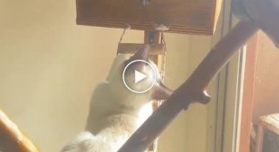 The game between the cat and the parrot ended with eviction from the house