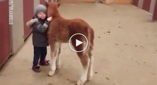 Cute friendship between a little boy and a little horse