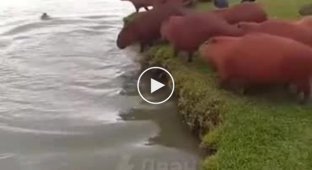 Копибары прыгают в воду