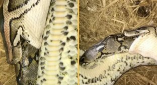 Scientists filmed two of the largest snakes in the world hunting each other (3 photos)