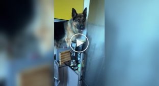 A dog upset a Pole