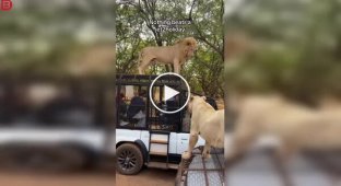 Во время сафари в Сенегале лев забрался на крышу машины и помочился на туристов
