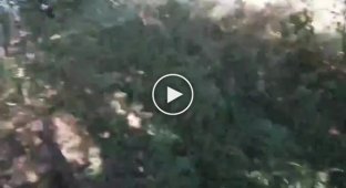 Ukrainians found two hanging Russians on a tree