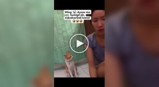 A funny cat's reaction to its owner's singing