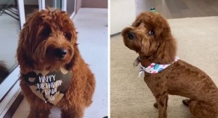 Beauty is a terrible force: an animal before and after a haircut (15 photos)