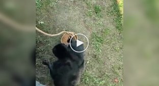 A monkey returned glasses that fell into its enclosure