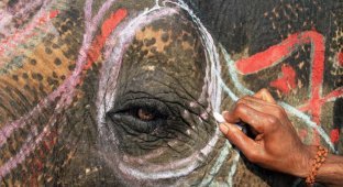 Конкурс красоты среди слонов (15 фото)